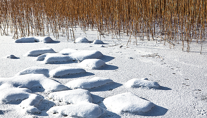 Zalew Wiślany: zbiór trzciny zgodnie z zasadami Natura 2000 Zalew Wiślany: zbiór trzciny zgodnie z zasadami Natura 2000